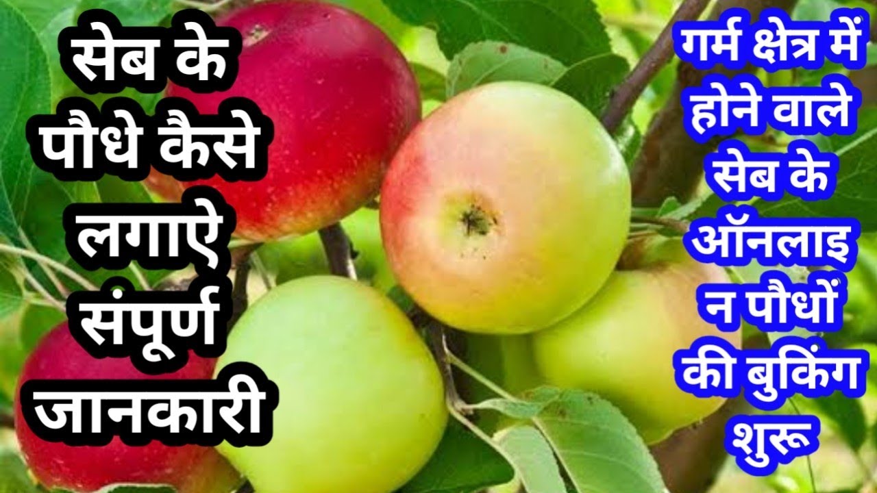 242. गर्म क्षेत्र में होने वाली  वैरायटी कौन सी हैं Hot climate apple variety HRRN 99.Anna dorset