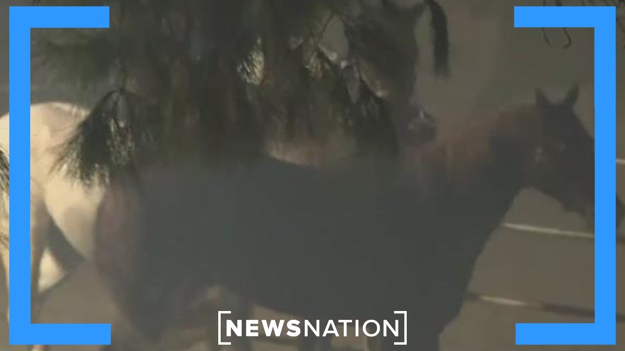 Los Angeles wildfire forces evacuation for horses | Banfield