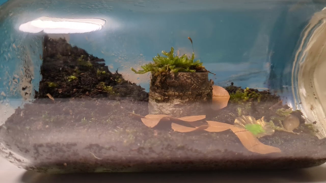 Snail terrarium timelapse
