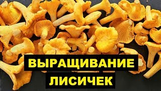 Выращивание Лисичек как бизнес идея | Грибы лисички на дачном участке