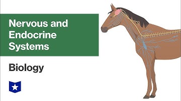 Nervous and Endocrine Systems | Biology