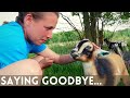 GOODBYES ARE THE WORST! OUR FAVORITE BABY GOAT LEAVES THE FARM! CALF UPDATE! THEY ARE HUGE!