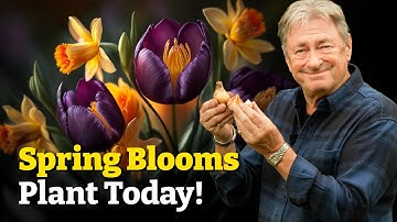 Plant These Flowering Bulbs Now for a Stunning Spring Next Year!