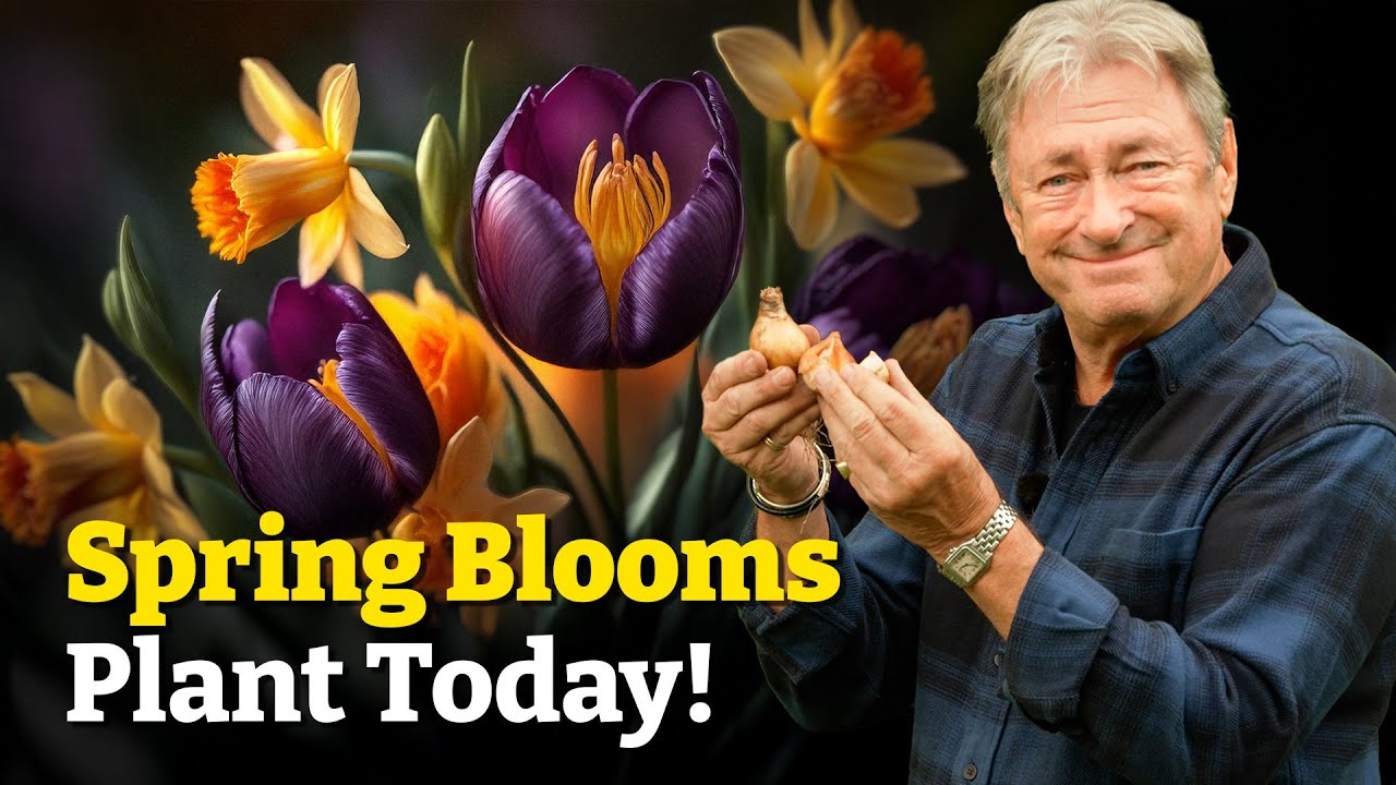 Plant These Flowering Bulbs Now for a Stunning Spring Next Year!