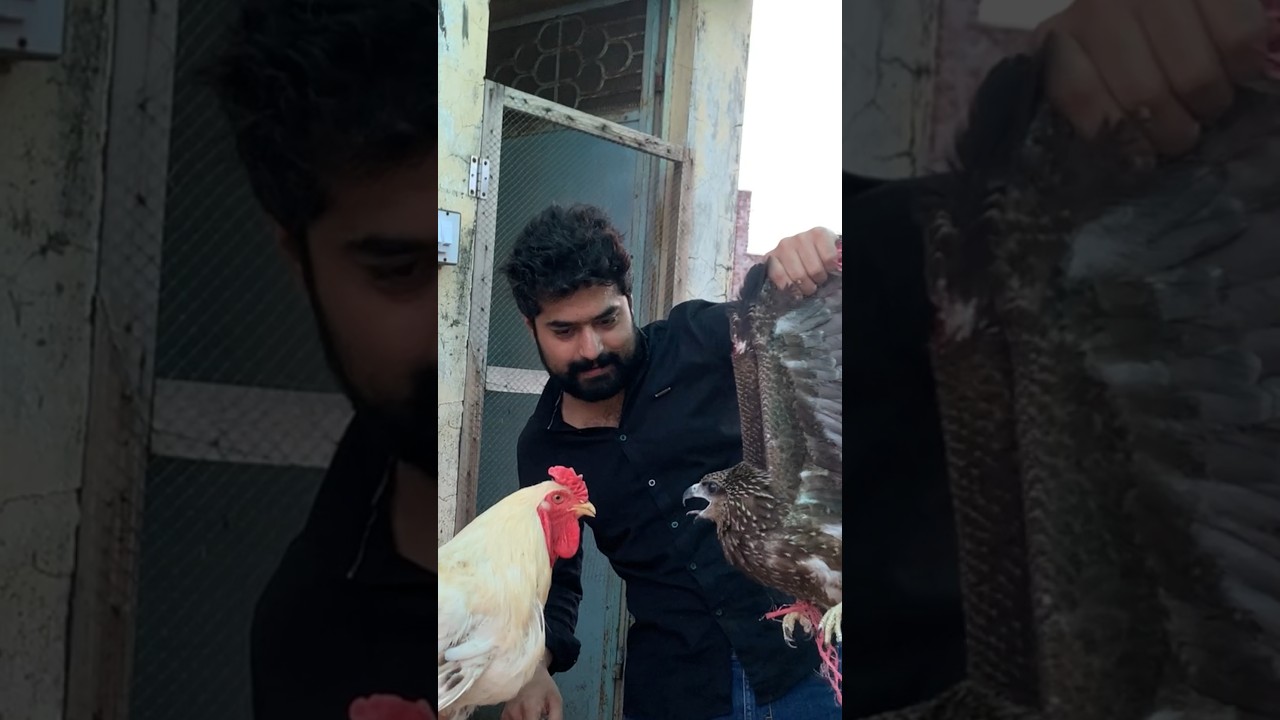 Eagle vs Rooster😳 