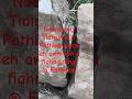 Nochhuna Tlaisun Lung #Farkawn #Gods_miracle #Pathian #lung #mizoram
