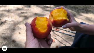 Circular walk to the market in Bronchales and back