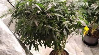 How To Cut clones 100% success
