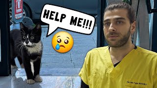 THE KITTEN ASKS FOR HELP! ( Comes to Vet with a Broken Leg! )