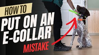 How To Put and ECollar On Your Dog  Don't Make This Mistake