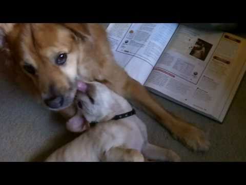 Can You Say Cutest Dogs Ever? Mary and Joey First ...