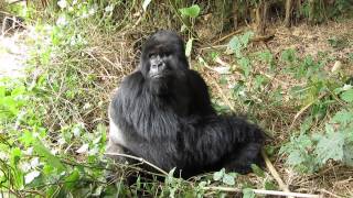 Silverback Mountain Gorilla, Rwanda