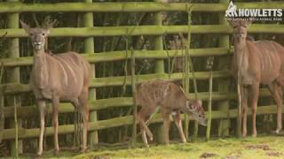 A Baby Kudu Has Been Born At Howletts