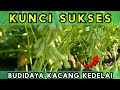 Tips dan trik sukses budidaya kacang kedelai