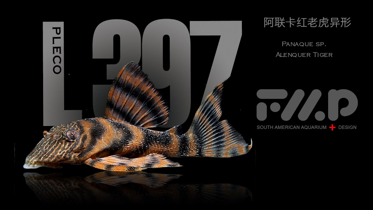 L397, Panaqolus sp.，Alenquer Tiger Pleco，阿莲卡红老虎