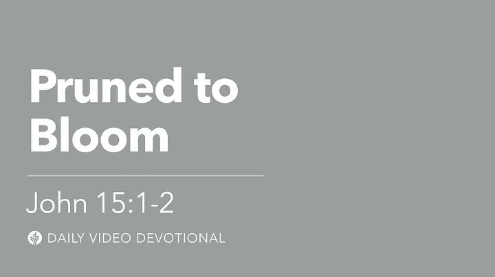 Pruned to Bloom | John 15:1–2 | Our Daily Bread Video Devotional