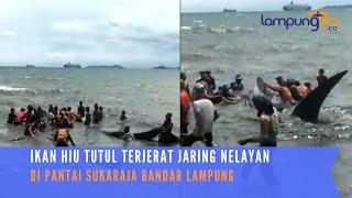 Sepekan Terlihat, Ikan Hiu Tutul Terjerat Jaring Nelayan di Pantai Sukaraja Bandar Lampung
