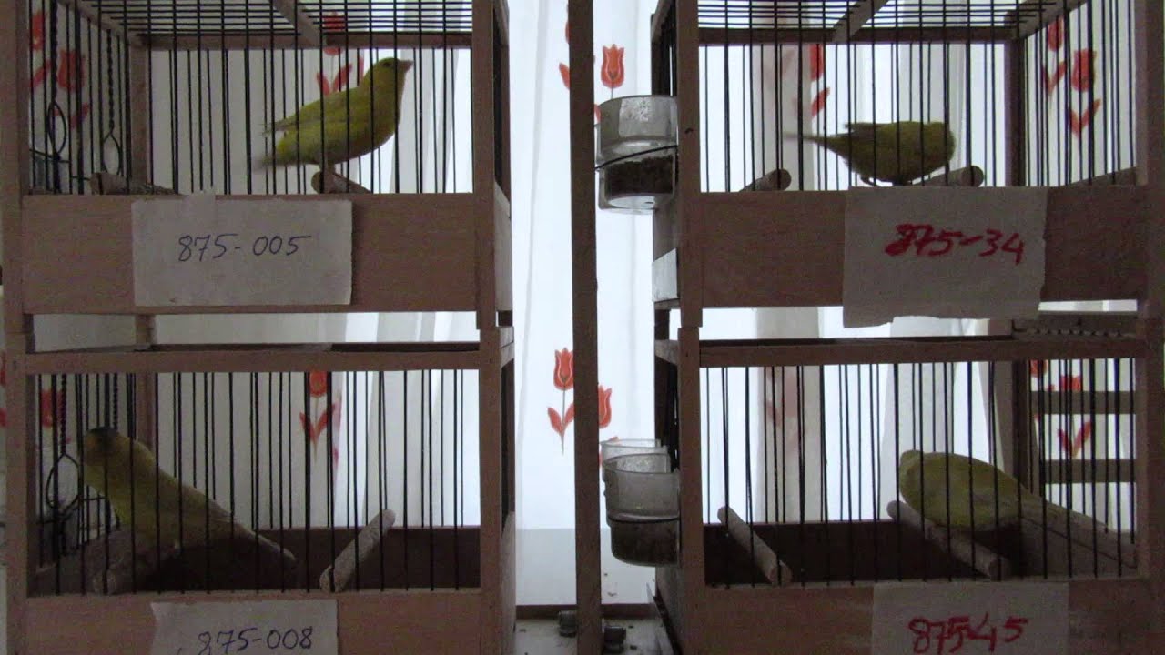 GILBERT JANSSENS 875 PROFESÖRLER