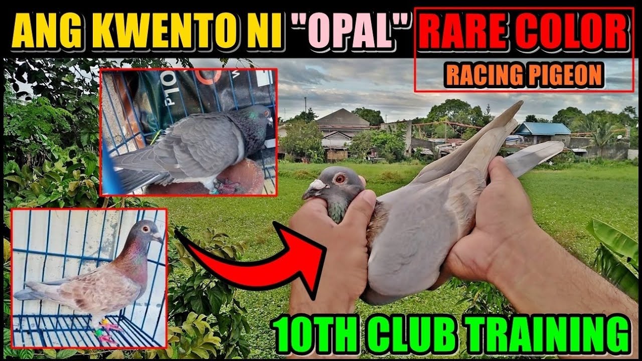 ANG KWENTO AT ANG BLOODLINE NI 