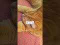 Loop ???????