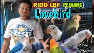 Kandang Ternak Rido Lbf Sesepuh Lovebird Dari Pemalang
