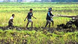 Sawah - Iwan Fals @dsRancakasumba