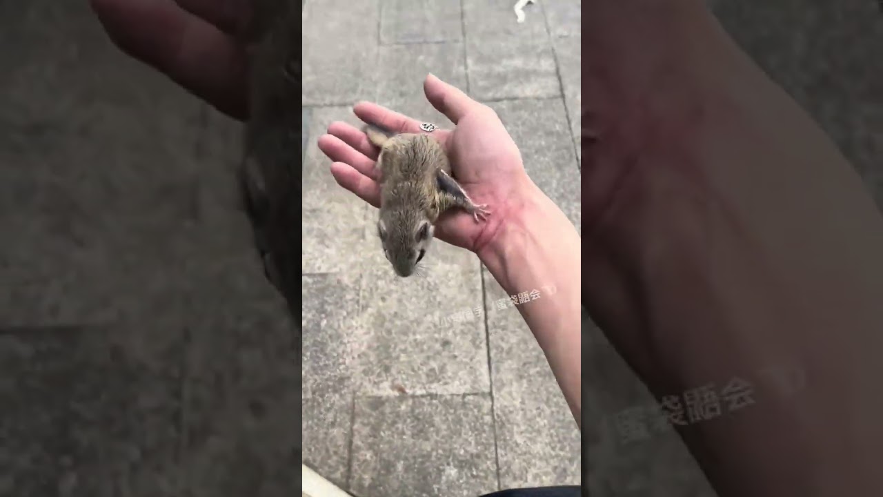 ”Angry Little Critters: The Honey Kangaroo and Flying Squirrel Challenge”