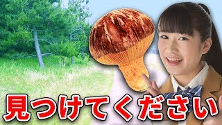 【挑戦】森の巨大キノコを探せ！【クレーンゲーム】