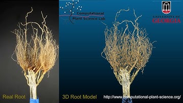 3D reconstruction of maize roots system