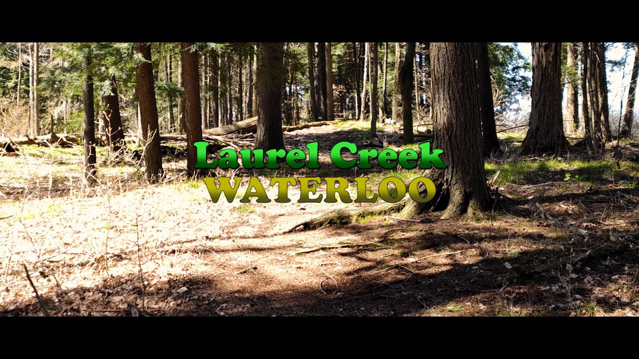Laurel Creek/Waterloo