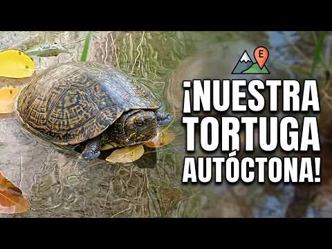 Spanish Terrapin, meet our native turtle