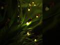 Fireflies: The Insects That Create Living Light