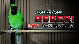 100% BANYUWANGI || MASTERAN CUCAK IJO BEBECI ORI ALAS PURWO