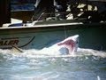 BIG 9 Foot Sand Tiger Shark Caught in the Delaware Bay  - Shark Fishing 2011