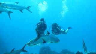 Female Scuba Divers And Tarpon.