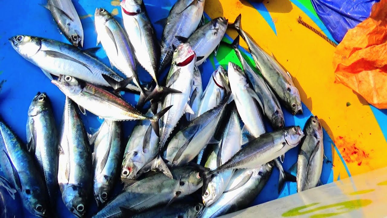 HORSE MACKEREL FISH CATCHING AT KASIMEDU FISHING HARBOUR YouTube