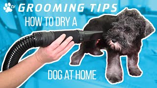 Puis-je sécher mon chien au sèche-cheveux ?