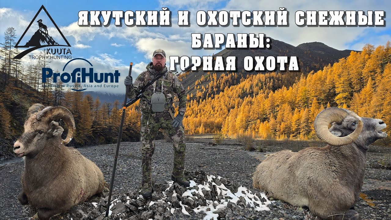 Горная охота на Якутского и Охотского снежного барана. Mountain hunting for Yakut bighorn sheep.