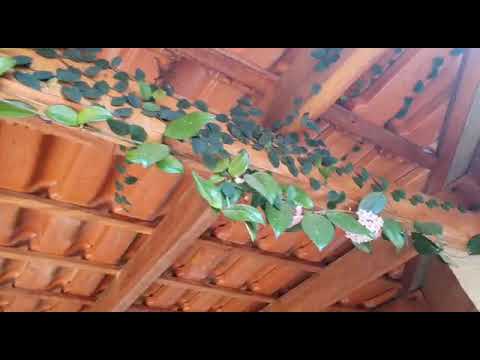 Vídeo: Streptocarpus (80 Fotos): Características Do Estreptocarpo Em Crescimento Em Casa. A Escolha Do Solo Para Uma Flor. E Se As Pontas Das Folhas Secarem?