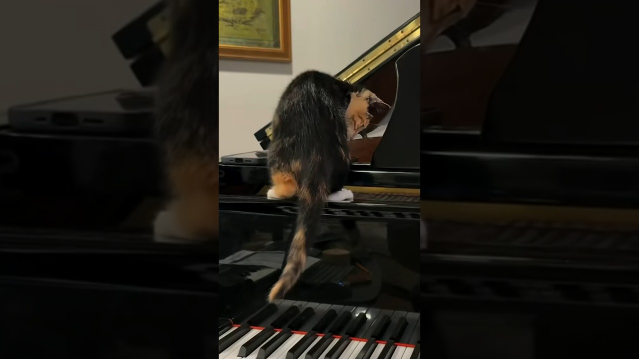 Calico Cat Jumps at Every Note While Walking on Grand Piano