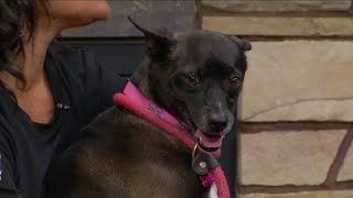 Angels of Assisi Pet of the Week:  Meet Fannie!