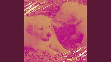 Pulsating Backdrops for Dog Naptime