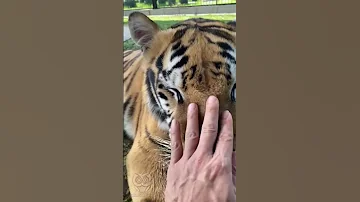 Вы тоже не знали что тигры мурлыкают?