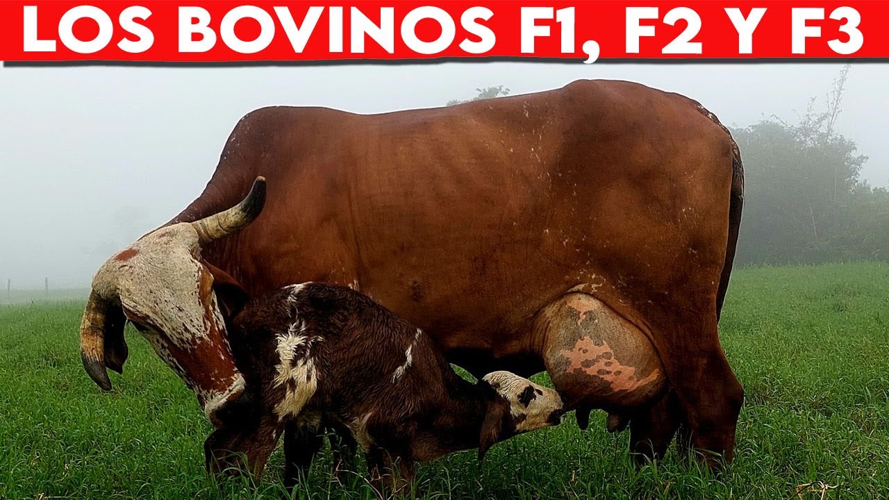 🔴 Bovinos F1, F2 Y F3 ✅ Vacas Lecheras  y Doble Propósito