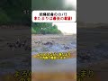 絶体絶命のカバ！ 水たまりは最後の希望！ #カバ #野犬 #危機一髪 #サバンナ生活 #野生観察