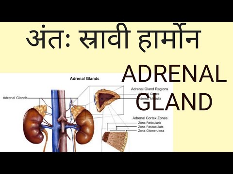 एड्रीनल ग्रंथि/ADRENAL GLAND/कॉर्टेक्स/CORTEX/मेडुला/MEDULLA/स्रावित हार्मोन/लड़ो एवं उड़ो हार्मोन्स