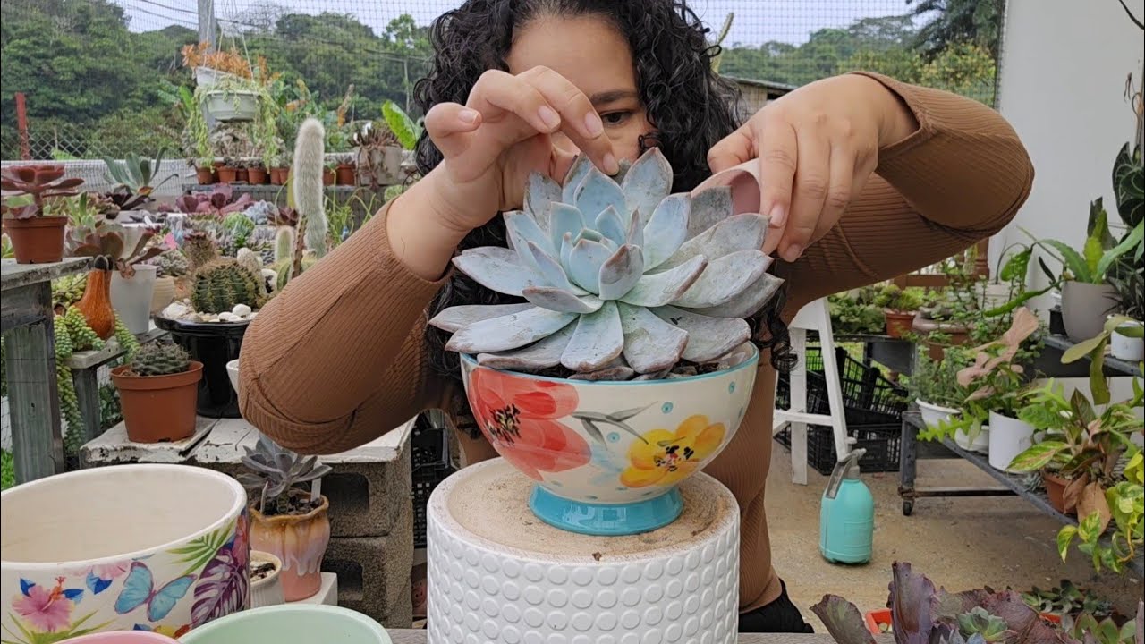 Sembrando suculentas ya casi concluyo con las podas de todas mis suculentas  