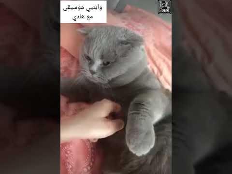منين ماكاتجيبش ليه الطون