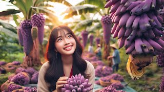 Harvest purple bananas and sell them at the local market | Duyen Tay Daily