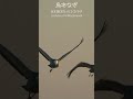 【切り抜き1分紹介動画】万羽鶴 (鹿児島県出水市) Diez mil grullas (Izumi, Japón) Presentación 1 minuto